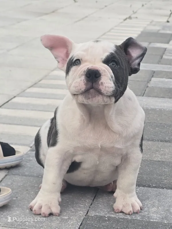 Lola – American Bully puppy for sale in North Port, FL