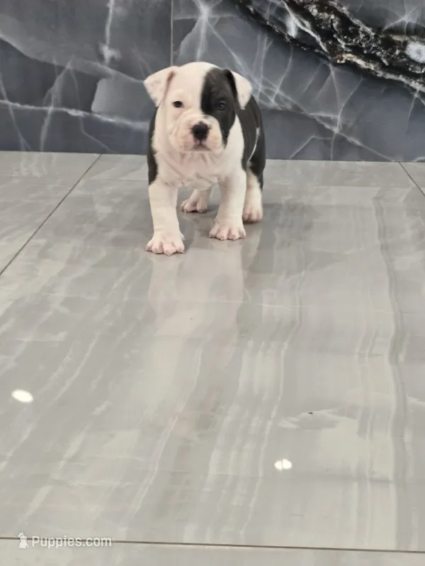 Max – American Bully puppy for sale in North Port, FL