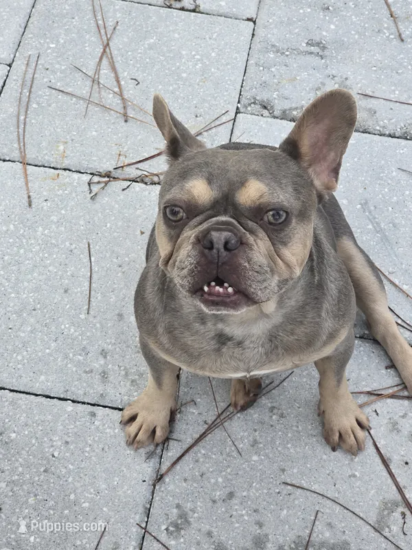Bella  – French Bulldog puppy for sale in North Port, FL