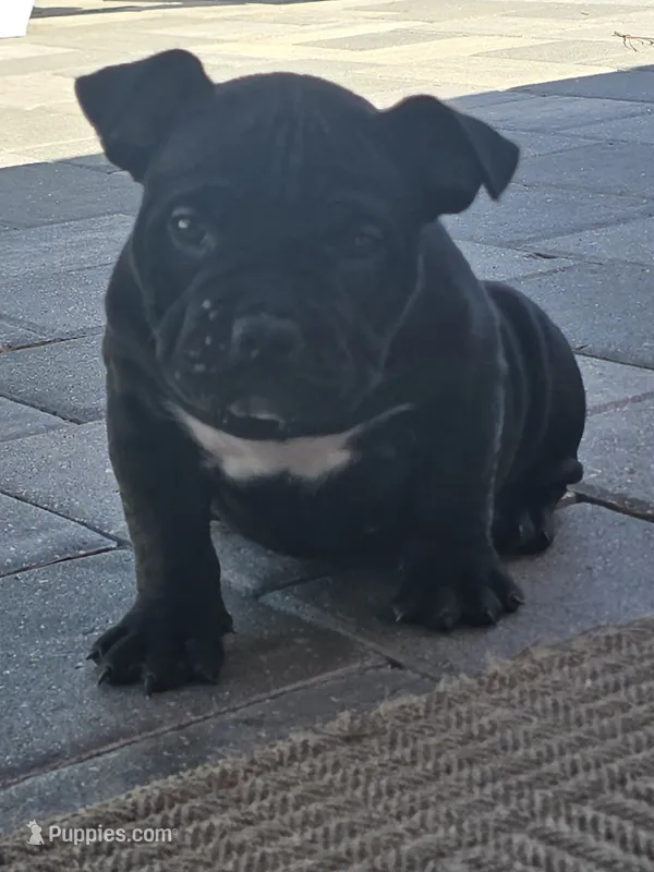 Mila  – American Bully puppy for sale in North Port, FL