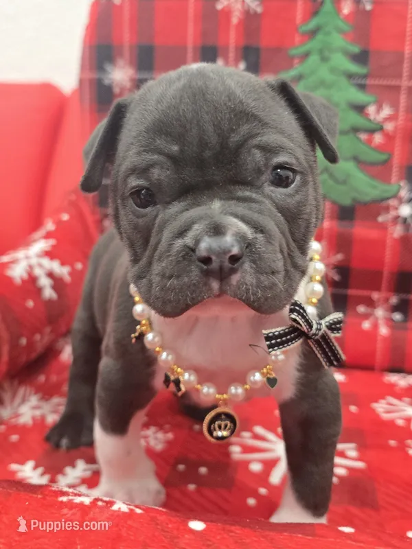 Moon  – American Bully puppy for sale in North Port, FL