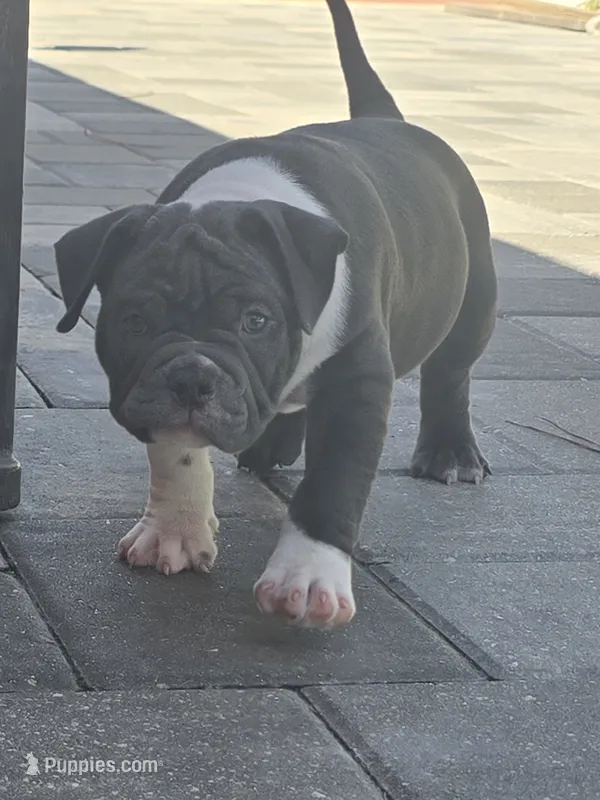 Moon  – American Bully puppy for sale in North Port, FL