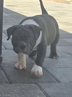 Moon , a female American Bully for sale in North Port, FL – 2 of 9