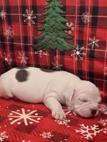 Mickey , a male American Bully for sale in North Port, FL – 3 of 6