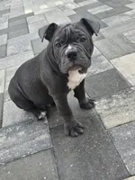 Bluey , a male American Bully for sale in North Port, FL – 3 of 5