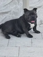 Panda, a male American Bully for sale in North Port, FL – 6 of 6