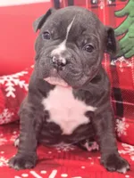 Bluey , a male American Bully for sale in North Port, FL – 1 of 6