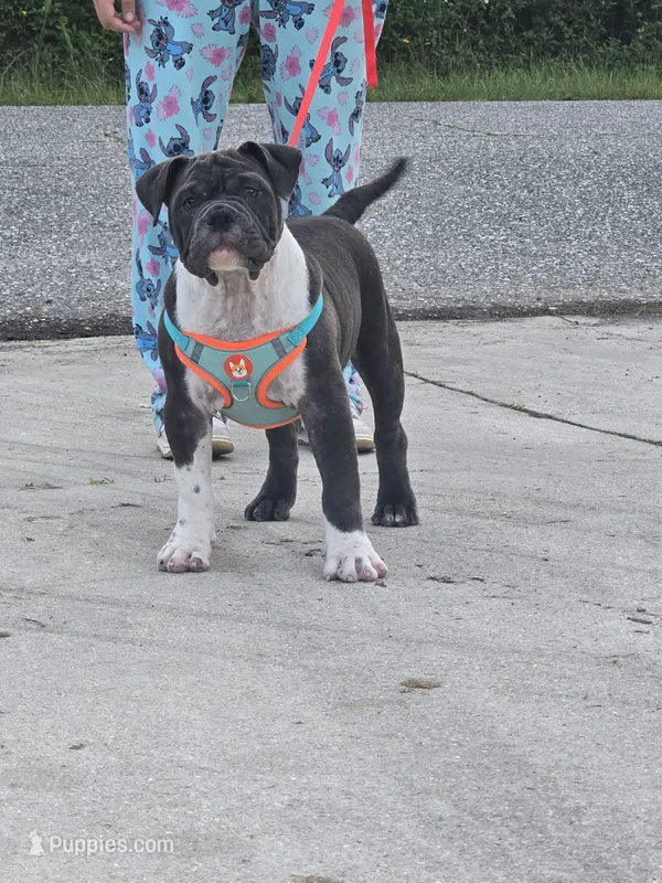 Moon  – American Bully puppy for sale in North Port, FL