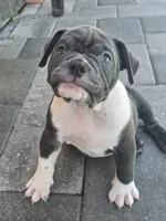 Moon , a female American Bully for sale in North Port, FL – 4 of 9
