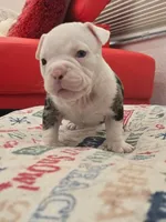 Cookie, a female American Bully for sale in North Port, FL – 2 of 2