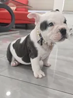 Lola, a female American Bully for sale in North Port, FL – 4 of 5