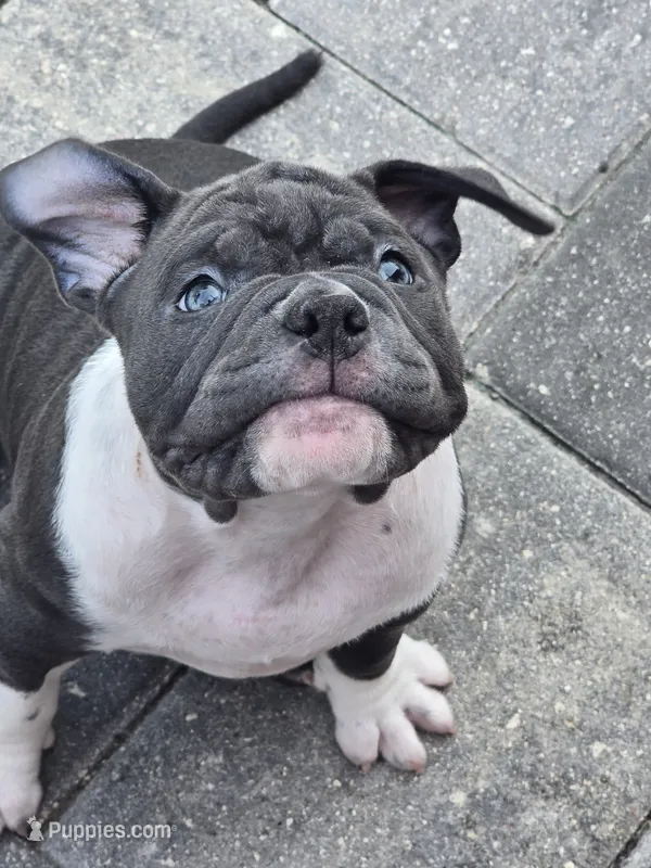 Moon  – American Bully puppy for sale in North Port, FL