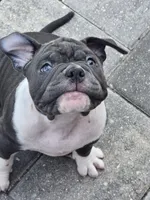 Moon , a female American Bully for sale in North Port, FL – 1 of 9