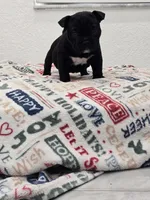 Mila , a female American Bully for sale in North Port, FL – 1 of 4