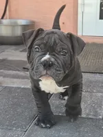 Bluey , a male American Bully for sale in North Port, FL – 3 of 7