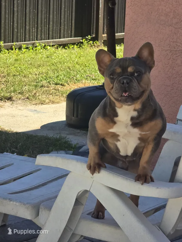 Messi – French Bulldog puppy for sale in North Port, FL