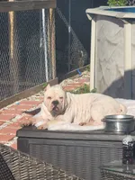 Mickey , a male American Bully for sale in North Port, FL – 5 of 6