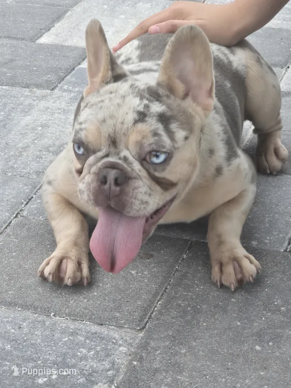 Angel  – French Bulldog puppy for sale in North Port, FL