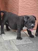Bluey , a male American Bully for sale in North Port, FL – 5 of 7