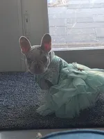 Angel , a female French Bulldog for sale in North Port, FL – Photo 1 of 2