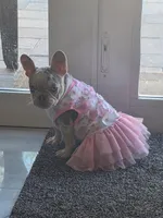 Angel , a female French Bulldog for sale in North Port, FL – Photo 2 of 2