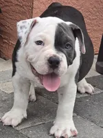 Max, a male American Bully for sale in North Port, FL – 4 of 8