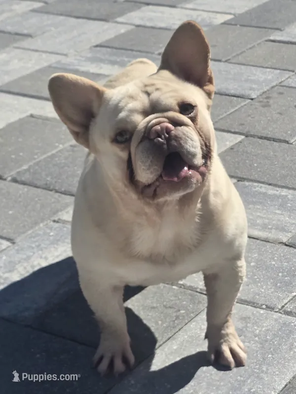 Theodore  – French Bulldog puppy for sale in North Port, FL