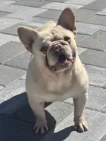 Theodore , a male French Bulldog for sale in North Port, FL – 1 of 5