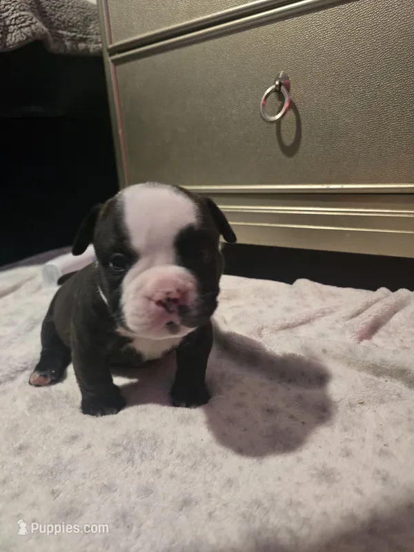 Panda – American Bully puppy for sale in North Port, FL