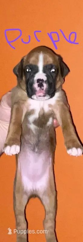 Purple – Boxer puppy for sale in Ashby, MA