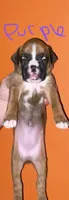 Purple, a female Boxer for sale in Ashby, MA – 1 of 1