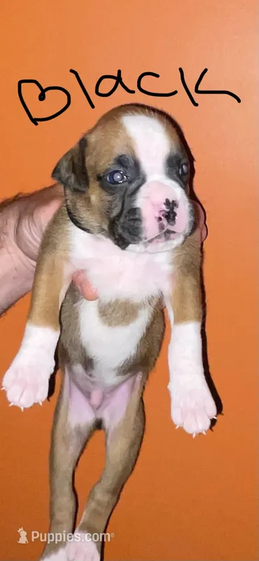 Black – Boxer puppy for sale in Ashby, MA