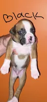 Black, a male Boxer for sale in Ashby, MA – 1 of 1