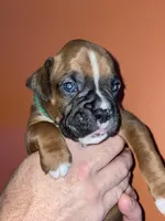 Green, a male Boxer for sale in Ashby, MA – 2 of 2