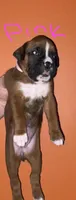 Pink, a female Boxer for sale in Ashby, MA – 1 of 1