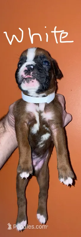 White – Boxer puppy for sale in Ashby, MA
