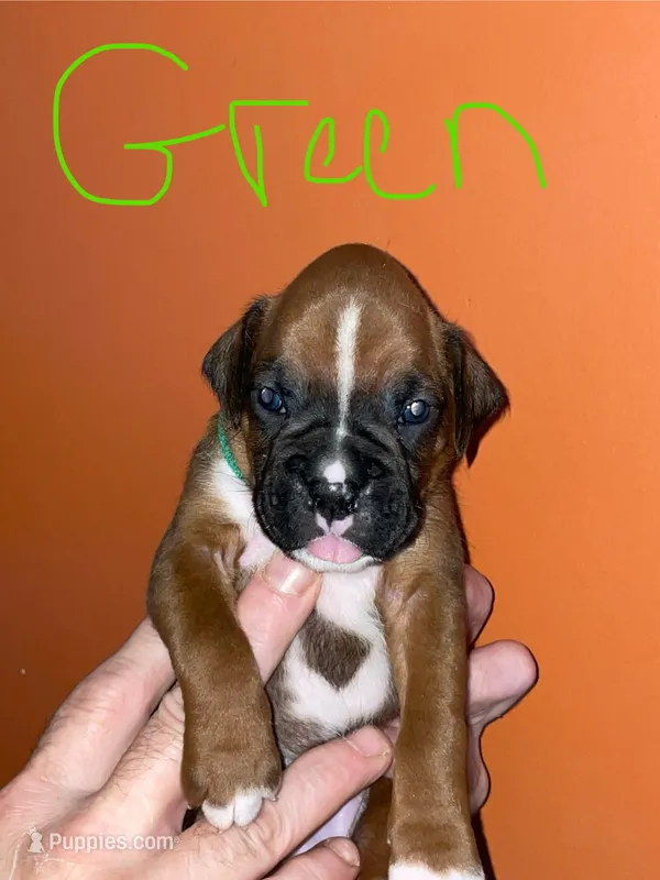 Green – Boxer puppy for sale in Ashby, MA