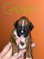 Green, a male Boxer for sale in Ashby, MA – 1 of 2