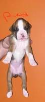 Red, a female Boxer for sale in Ashby, MA – 1 of 1