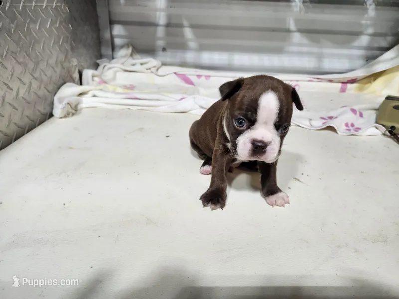 BRANDY MALE – Boston Terrier puppy on hold in Minneapolis, KS