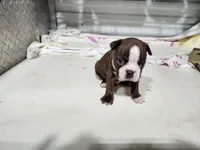 BRANDY MALE, a male Boston Terrier for sale in Minneapolis, KS – Photo 1 of 3