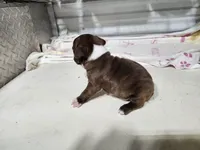 BRANDY MALE, a male Boston Terrier for sale in Minneapolis, KS – Photo 3 of 3