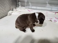 BRANDY MALE, a male Boston Terrier for sale in Minneapolis, KS – Photo 2 of 3