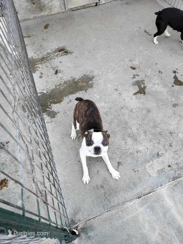 Bandit – Boston Terrier puppy for sale in Minneapolis, KS