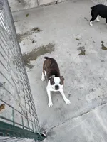 Bandit, a male Boston Terrier for sale in Minneapolis, KS – Photo 1 of 4