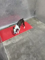 Bandit, a male Boston Terrier for sale in Minneapolis, KS – Photo 2 of 4