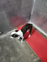 Bandit, a male Boston Terrier for sale in Minneapolis, KS – Photo 3 of 4