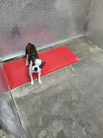 Bandit, a male Boston Terrier for sale in Minneapolis, KS – Photo 4 of 4