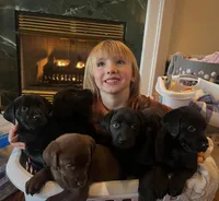 Puppy, a  Labrador Retriever for sale in Cleveland, TN – 2 of 8