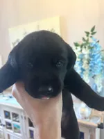 Puddles , a male Labrador Retriever for sale in Cleveland, TN – 2 of 2